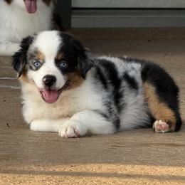 Miniature Australian Shepherd puppies from Brijet Knipp