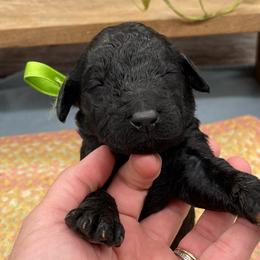Roosevelt - Black male Goldendoodle puppy in Lisbon, Ohio from Willow Lane Doodles
