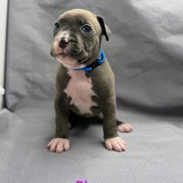 Blue Collar Female - Blue female American Pit Bull Terrier puppy in Pensacola, Florida from Alpha Alliance Kennels