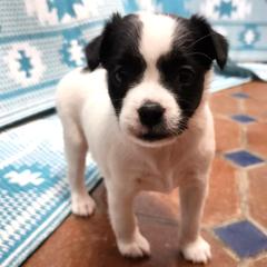 Luna - White and black female Xoloitzcuintli puppy in Sunnyside, Washington from Xolos Jazmin