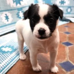 Luna - White and black female Xoloitzcuintli puppy in Sunnyside, Washington from Xolos Jazmin