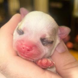Reign - Black sabled fawn male Chihuahua puppy in New Castle, Delaware from Sasha’s Elite Kennel LLC