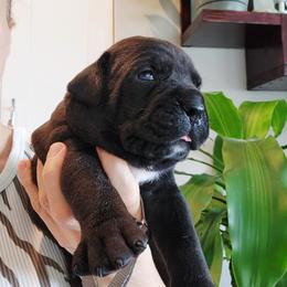Mr. Silver - Black male Cane Corso puppy in Palm Coast, Florida from Northgold Cane Corso