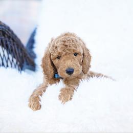 Blu - Red  male Goldendoodle puppy in Spokane, Washington from Puppy Love