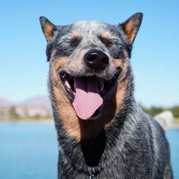 Australian Cattle Dog All Grown Up from Butterfly Butte Australian Cattle Dogs