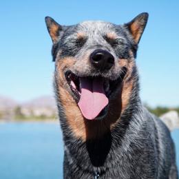 Australian Cattle Dog All Grown Up from Butterfly Butte Australian Cattle Dogs