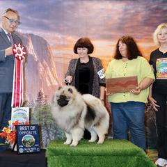 Keeshond Puppies from Windrift Keeshond