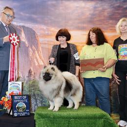 Keeshond Puppies from Windrift Keeshond