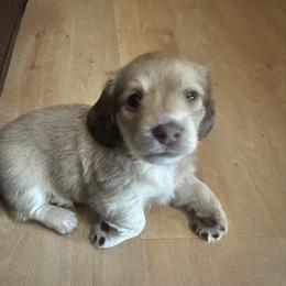 Tanner - Cream male Dachshund puppy in North Auburn, California from Bell-Webb Ranch Doxies