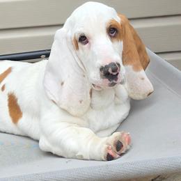 Ozzy - Basset Hound