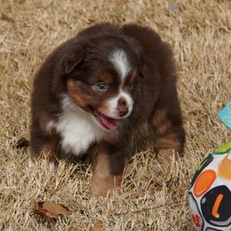 Red Tri Male - Red tri male Miniature Australian Shepherd puppy in Lawton, Oklahoma from Lindsey’s Aussies