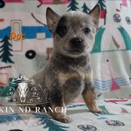 Doc - Blue male Australian Cattle Dog puppy in Silsbee, Texas from Rockin ND Ranch