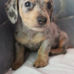 Tomac - Dapple male Dachshund puppy in Warm Springs, Arkansas from Seven Hills Arkansas