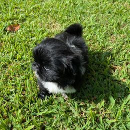 Angel Mae - Black and white female Shih Tzu puppy in Clyde, North Carolina from Shawgo Pups