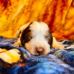 RB3 - Tri-Roan male English Springer Spaniel puppy in Britton, South Dakota from K&S Canines