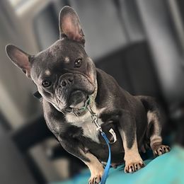 Luna - French Bulldog