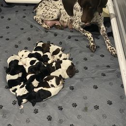 German Shorthaired Pointer Puppies from Eagle Ranch Kennels