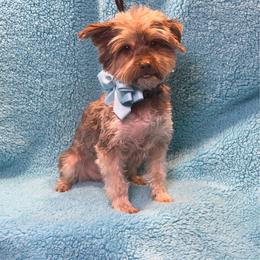 Teddy - Chocolate and tan male Yorkshire Terrier puppy in Shelton, Washington from Cute Yorkies