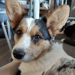 Cardigan Welsh Corgis from High Hopes Farm