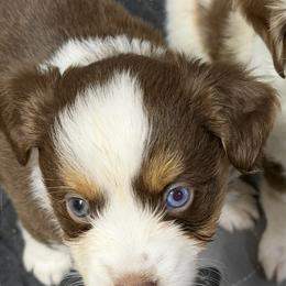 ASDR 2 Blue's Fiery Blaze - Red tri male Toy Australian Shepherd puppy in Tremont, Tennessee from 2 Blue Toy Aussies