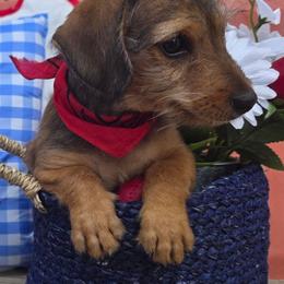 Dachshund puppies from Darling Dachshunds