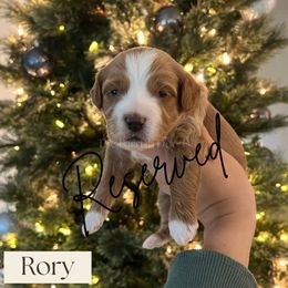 Rory - Red  female Goldendoodle puppy in Aubrey, Texas from The Parrish Doods