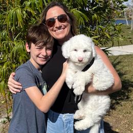 Black - White female Sheepadoodle puppy in Archer, Florida from Gainesville Sheepadoodles