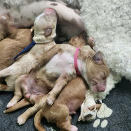 Wilbur - Apricot male Goldendoodle puppy in Humboldt, Minnesota from Sister Doodles