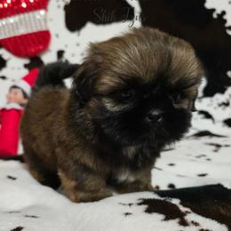 Girl 1 - Red female Shih Tzu puppy in Enid, Oklahoma from Precious Heirloom Shih Tzus
