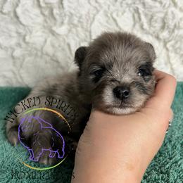 AKC GOMEZ - Blue merle male Pomeranian puppy in Watkins Glen, New York from Wicked Spirits Pomeranians