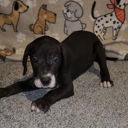 Eileen - Mantle female Great Dane puppy in Walker, Louisiana from La Rebel Danes