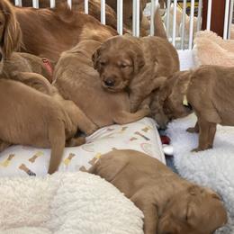 Girl 4 - Dark golden Golden Retriever puppy in Orange County/North San Diego County, California from Golden Noses, LLC.