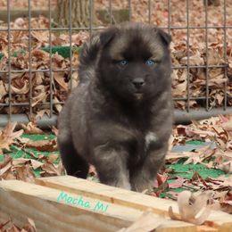 Mocha Male 1 - Agouti and white male Siberian Husky puppy in Hiawassee, Georgia from Chastains Huskies