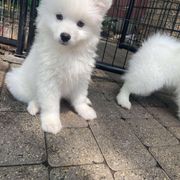 King Creole - White and biscuit male American Eskimo Dog puppy in Farmington, Minnesota from Fissan American Eskimos