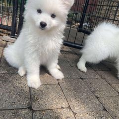 King Creole - White and biscuit male American Eskimo Dog puppy in Farmington, Minnesota from Fissan American Eskimos