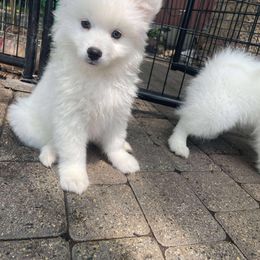 King Creole - White and biscuit male American Eskimo Dog puppy in Farmington, Minnesota from Fissan American Eskimos