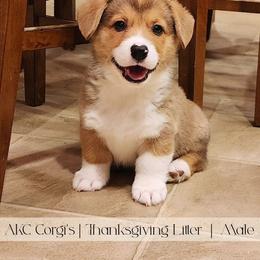 Cranberry - Red male Pembroke Welsh Corgi puppy in Pine Village, Indiana from NL Horsemanship