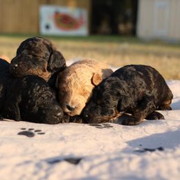 Poodles from Grassy Springs Poodles