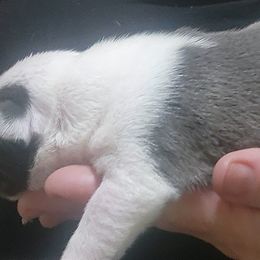 Companion Cross and French Bulldog Puppies from Legends Frenchton's, French Bulldogs & French Bullhuahua's