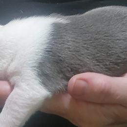 Companion Cross and French Bulldog Puppies from Legends Frenchton's, French Bulldogs & French Bullhuahua's