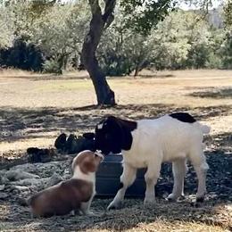 Pembroke Welsh Corgi Puppies from McCall Creek Corgis