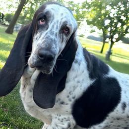 Pongo - Basset Hound