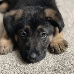 German Shepherd Puppies from Dawnhill