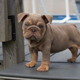 Boxer, Bulldog, and French Bulldog Puppies from Hillview Kennels