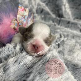 Shih Tzu Puppies from Shurbeez Shih Tzu