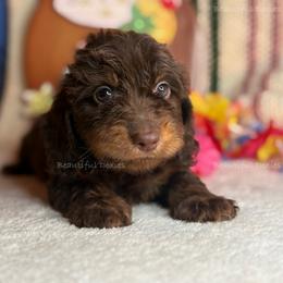 Reeds - Chocolate and tan male Dachshund puppy in Washington from Beautiful Doxies