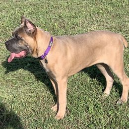 Cane Corso Puppies from Forza Cane Corso