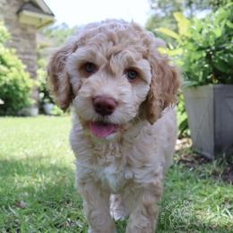 Puppy 5 - Cream male Cockapoo puppy in Savannah, Georgia from Vino and Vespa Doodles