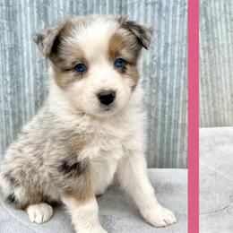 Australian Shepherds from My Aussie Shop