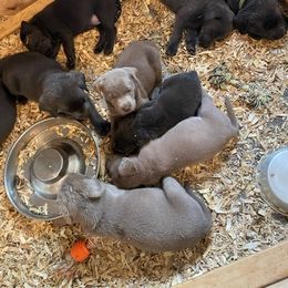 Basset Hound and Labrador Retriever Puppies from Porter Kennels